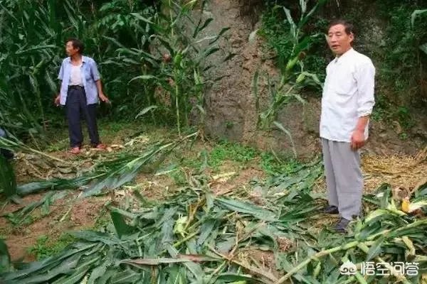 野猪是保护动物国家禁止猎杀,可是农民种的庄稼经常被糟蹋该怎么办?