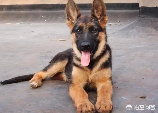 对主人忠诚的狗狗有哪些？