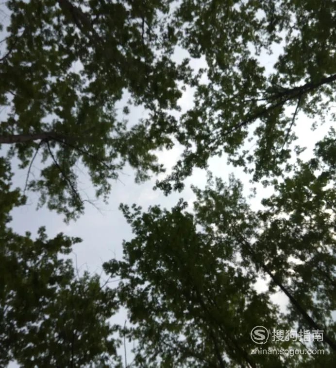 植树节的来历和意义