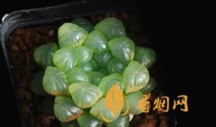 五粮液保健酒珍品玉露——中华百年酒文化的结晶