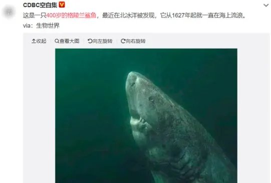 北冰洋发现400岁的格陵兰鲨鱼？
