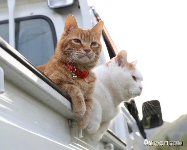 房车旅行可以带猫吗？为什么？