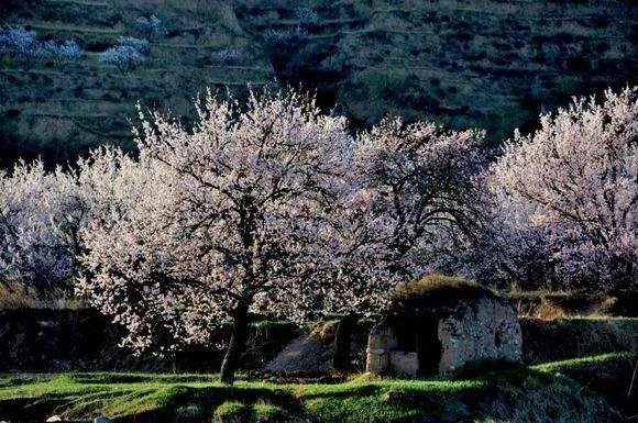 又是一年芳草绿，依然十里杏花红的意思是什么