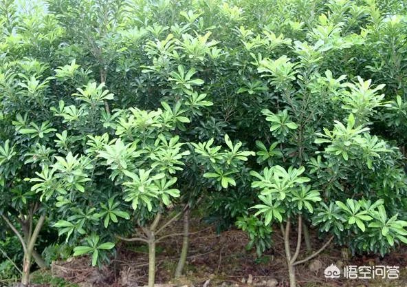 杨梅苗木栽培需要注意哪些事项？有没有什么好方法？