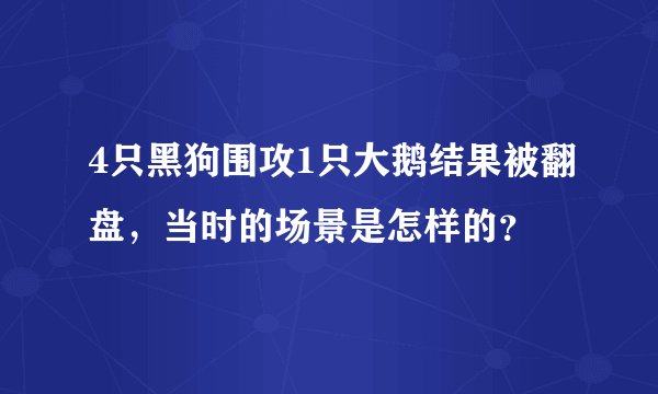 4只黑狗围攻1只大鹅结果被翻盘，当时的场景是怎样的？