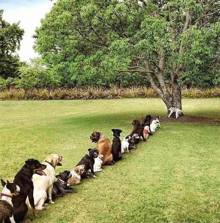 怎样训练狗狗讲规矩呀？