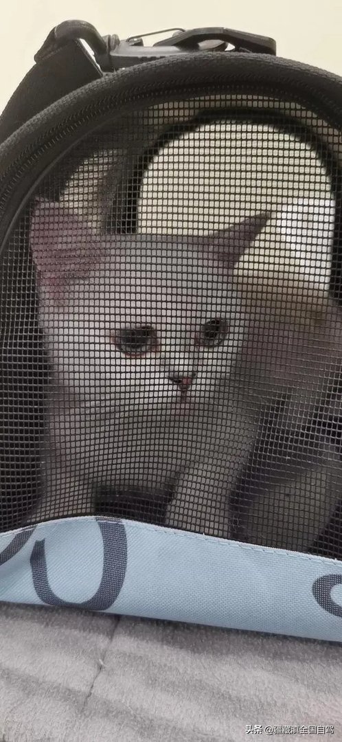 房车旅行可以带猫吗？为什么？