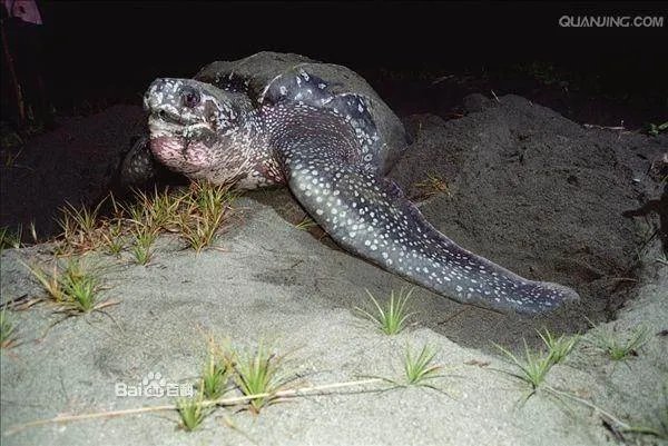 世界上最大的海龟有多大 详细