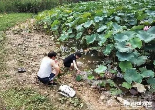 你怎么看南昌市民争相到公园打捞福寿螺这个事？这个有毒吗？