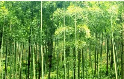 为什么林黛玉会选择潇湘馆?潇湘馆的竹子代表着什么?