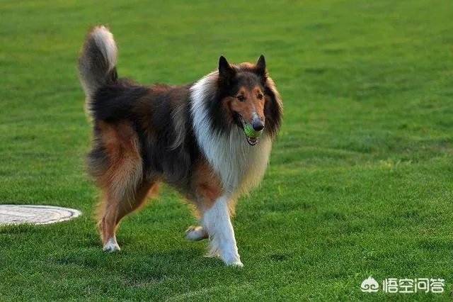 对主人忠诚的狗狗有哪些？