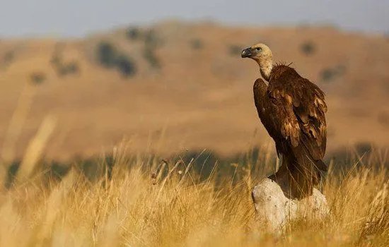 秃鹫的头为什么是秃的 头上为什么不长毛光秃秃的