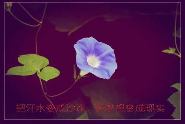 《（年下骨科）明知故犯》【完结版】宁也傅蕴庭完结版小说阅读