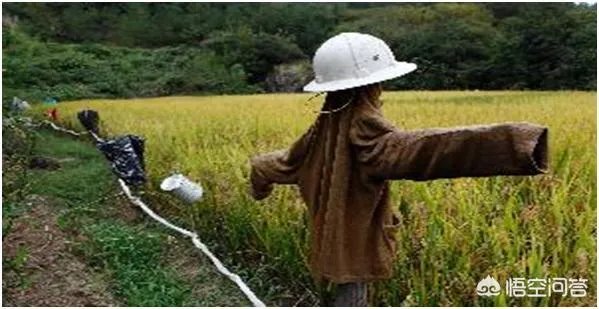 野猪是保护动物国家禁止猎杀,可是农民种的庄稼经常被糟蹋该怎么办?