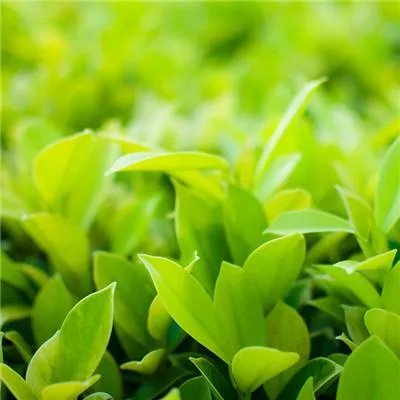 洗头时掉头发是什么原因