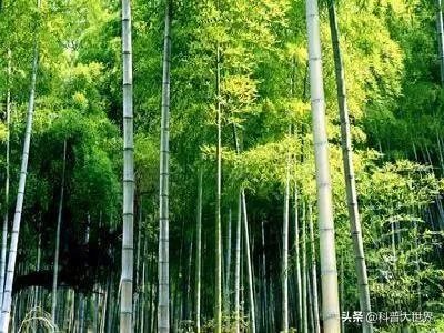 为什么有人说竹子不是树呢?竹子到底是树还是草?