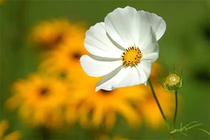 2022年农历腊月二十二是什么节日?腊月二十二有什么说法