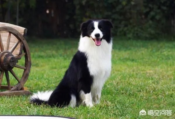 对主人忠诚的狗狗有哪些？