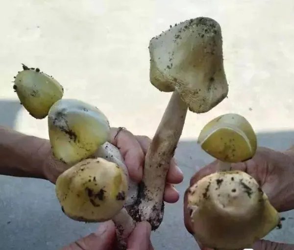 4岁女童吃毒蘑菇不幸离世，让人痛心惋惜！误食毒蘑菇后身体会有何症状？