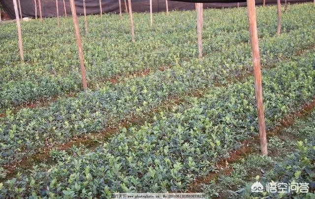 油茶苗哪个品种三年能挂果？