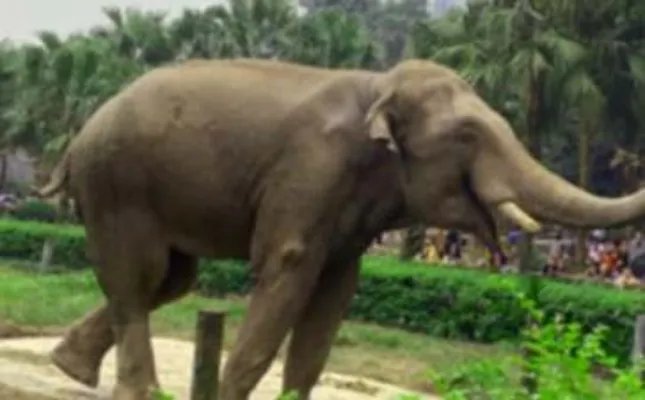 大象和蚂蚁寓言故事