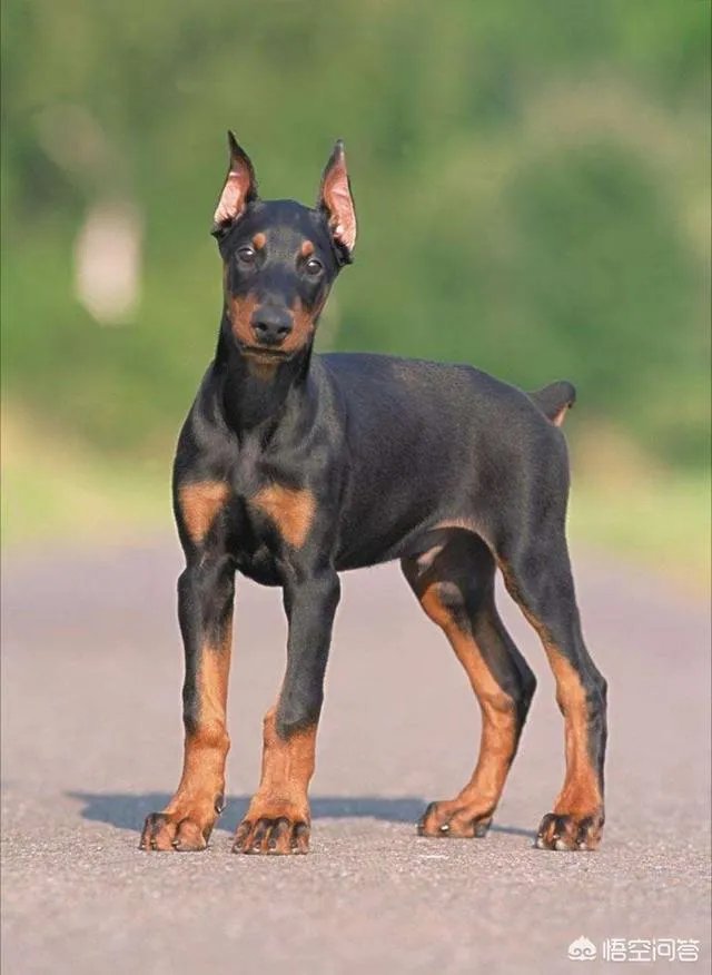 对主人忠诚的狗狗有哪些？