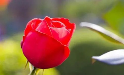 6朵玫瑰花代表什么意思 男人送6朵玫瑰花好吗