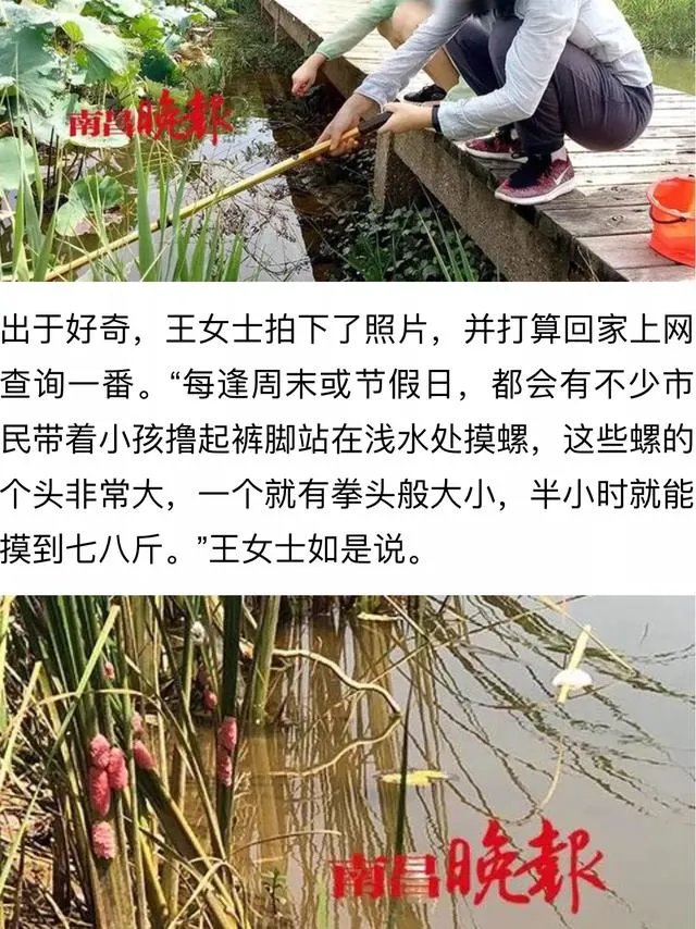 你怎么看南昌市民争相到公园打捞福寿螺这个事？这个有毒吗？