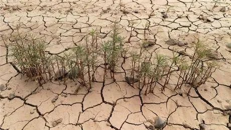 非洲吉布提的荒漠里种出了大西瓜，中国解放军功不可没