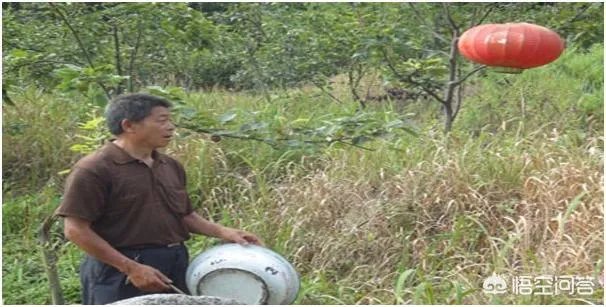 野猪是保护动物国家禁止猎杀,可是农民种的庄稼经常被糟蹋该怎么办?