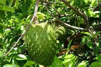 红毛榴莲的功效与作用