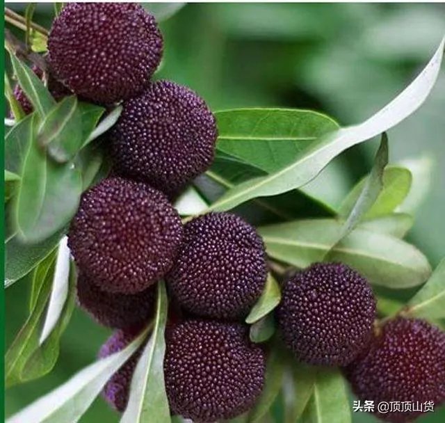 杨梅苗木栽培需要注意哪些事项？有没有什么好方法？