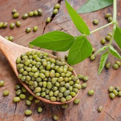 鸽子蛋怎么吃最营养