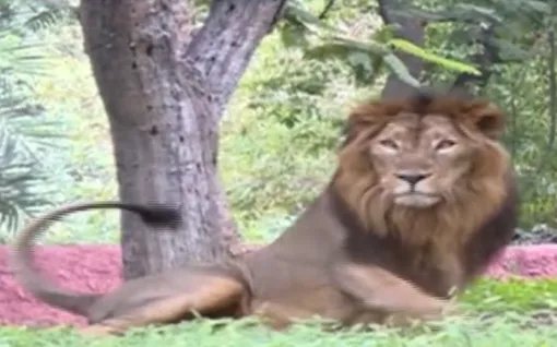 印度一动物园8头狮子确诊新冠，印度是否有医疗条件分给动物？