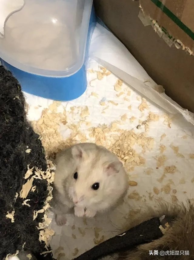 想养只小宠物具体哪个更适合家养？