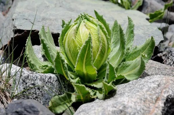 雪莲果是什么季节的水果