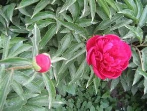 吉林大学BBS牡丹园站的介绍