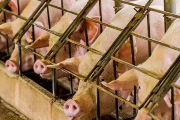 母猪限位栏尺寸