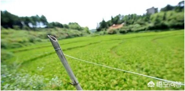 野猪是保护动物国家禁止猎杀,可是农民种的庄稼经常被糟蹋该怎么办?