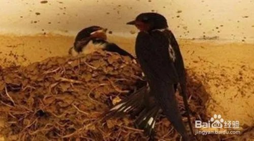 要装修燕子窝怎么办