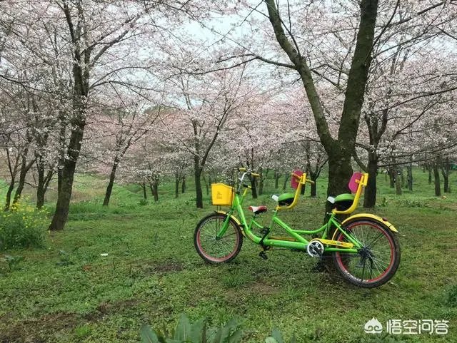 贵州平坝万亩樱花绽放，美爆了这个春天，有去过的吗？有旅游攻略路线吗？
