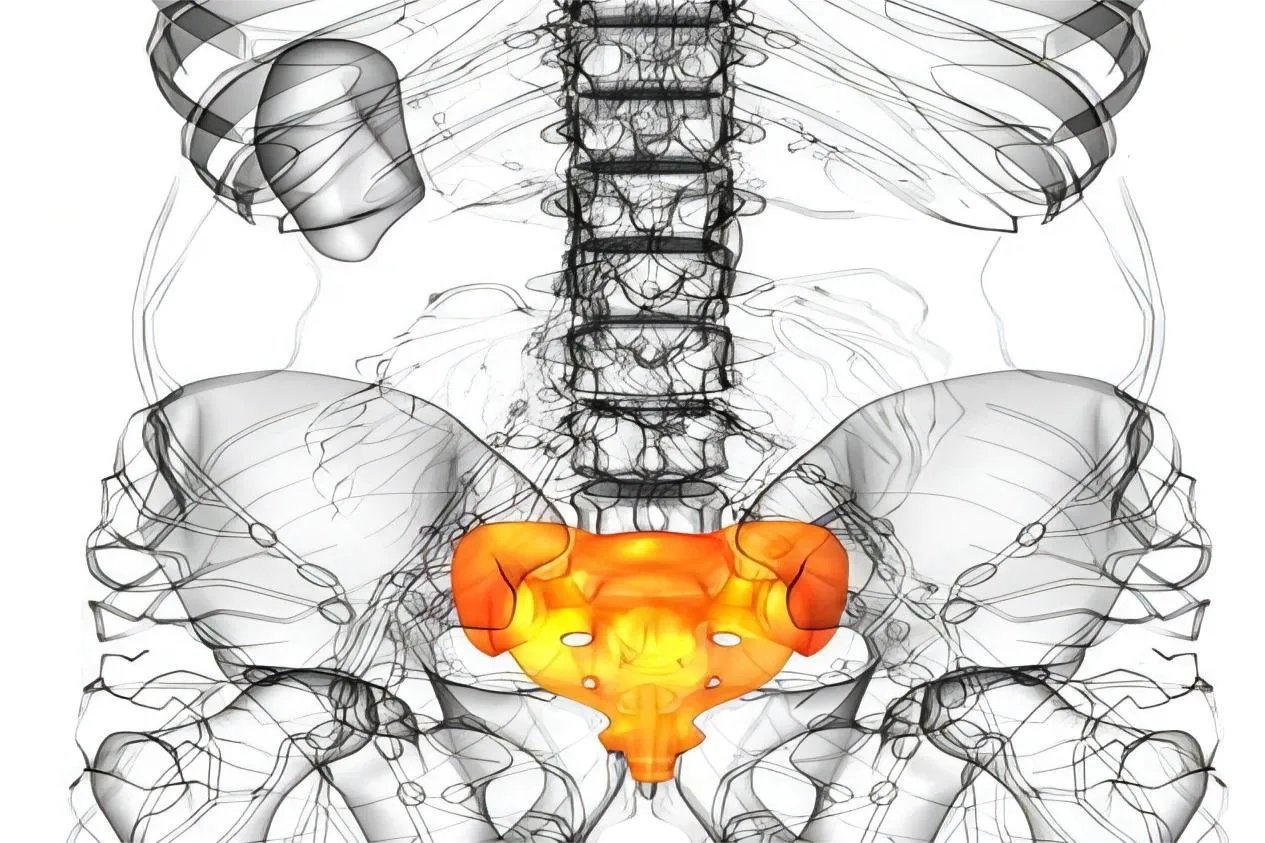 正常的尾椎骨是什么样的图片