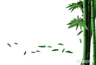为什么有人说竹子不是树呢?竹子到底是树还是草?