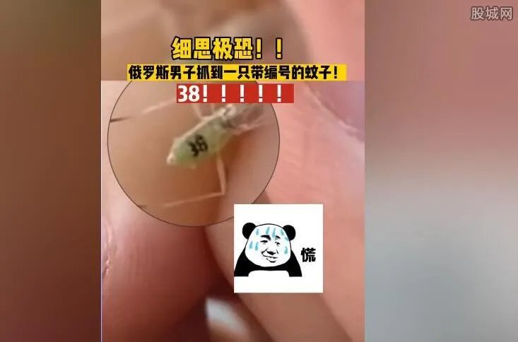 俄罗斯发现编号38的蚊子？事件真相是怎样的