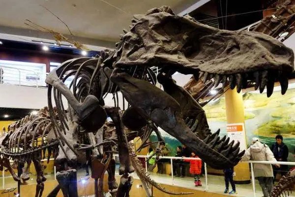 全球最大霸王龙化石拍出天价，2750万美元买的化石，到底有啥用处？