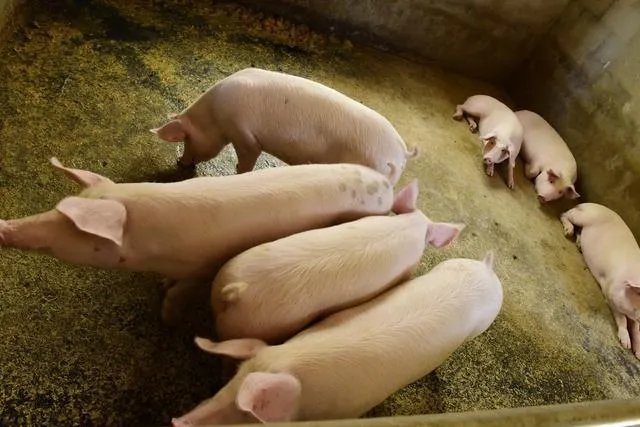 今年养猪行情怎么样?现在开始晚不晚?