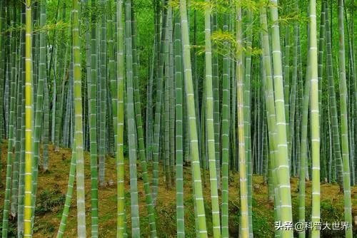 为什么有人说竹子不是树呢?竹子到底是树还是草?