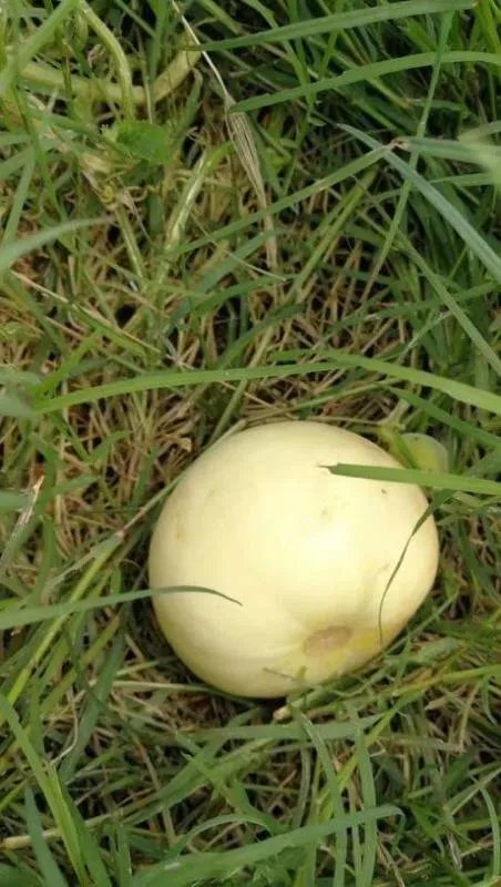 非洲吉布提的荒漠里种出了大西瓜，中国解放军功不可没