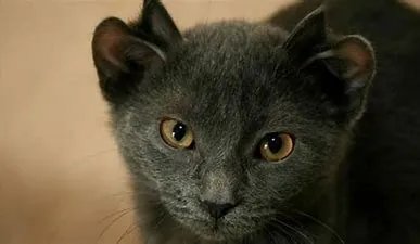 土耳其一只猫咪天生四耳走红，这只猫的听力是否正常？