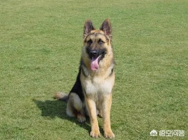 对主人忠诚的狗狗有哪些？